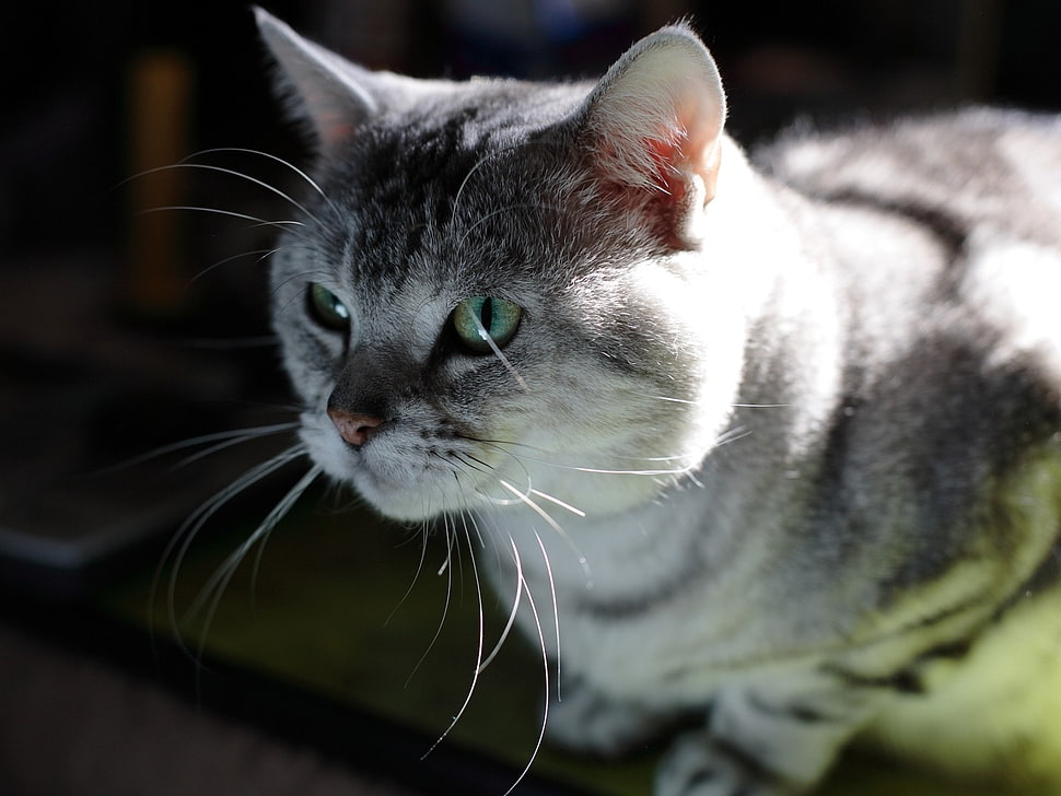 grey and white fur cat photo HD wallpaper